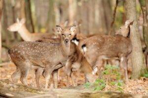 Deer Fence Woven Wire Mesh