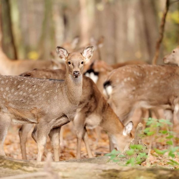 Deer Fence Woven Wire Mesh