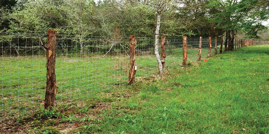 Hog Fence