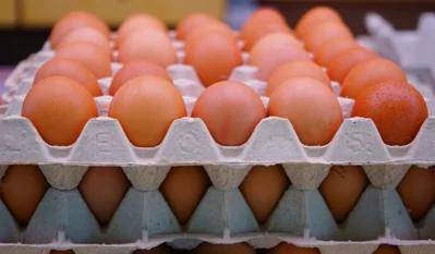 Molded-Pulp-Egg-Carton