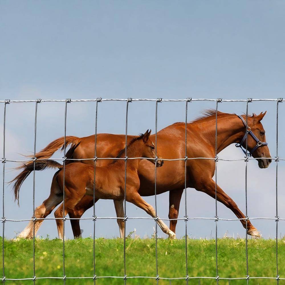 horse fence horse fence