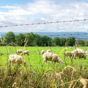 Sheep and Goat Woven Wire Fence
