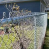 knuckle galvazined chain link fence