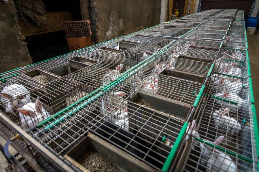 Welded wire mesh used in rabbit housing systems