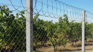 chain-link-fence-agricultural-facilities(1)