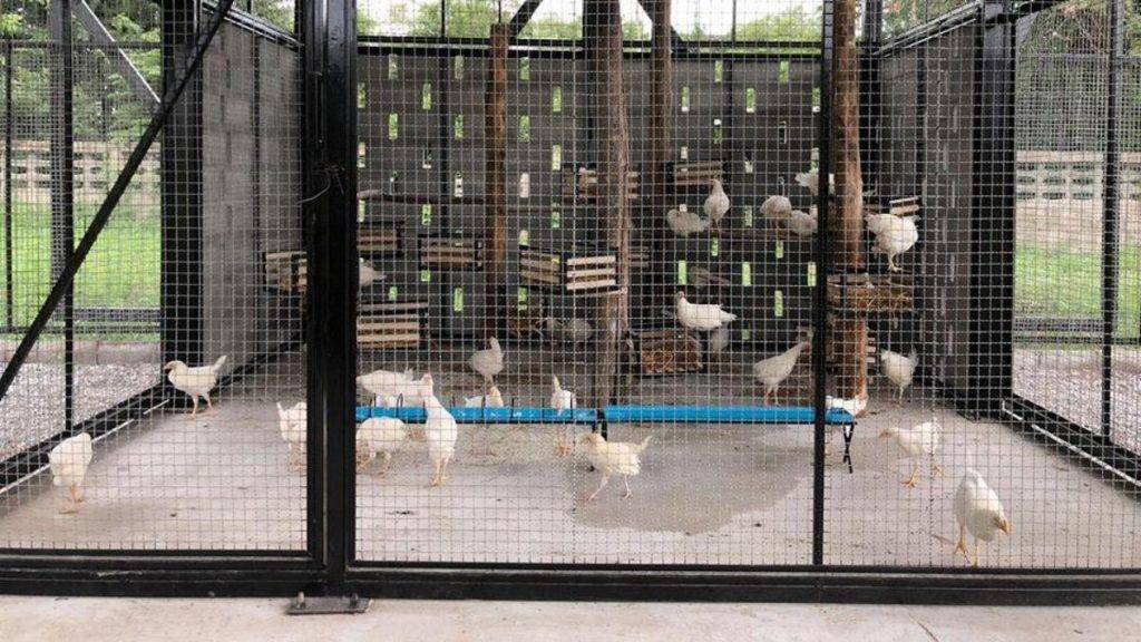 wire-mesh-poultry-animal-housing 2(1)
