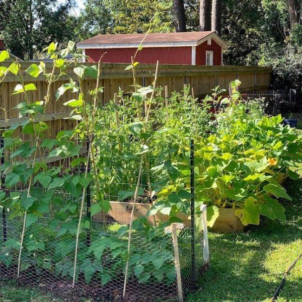 GARDEN CRAFT 25-ft x 4-ft Galvanized Steel Chicken Wire Rolled Fencing For Garden