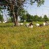 Galvanized Fixed Knot Field Fence for Ranch