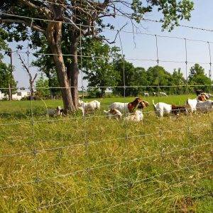 Galvanized Fixed Knot Field Fence for Ranch