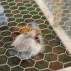 Hexagonal Wire Mesh for Poultry Farming Applications 2