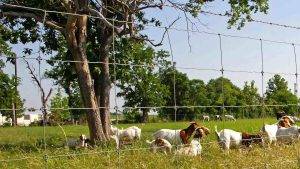 Field fence with different knot types for secure fencing.