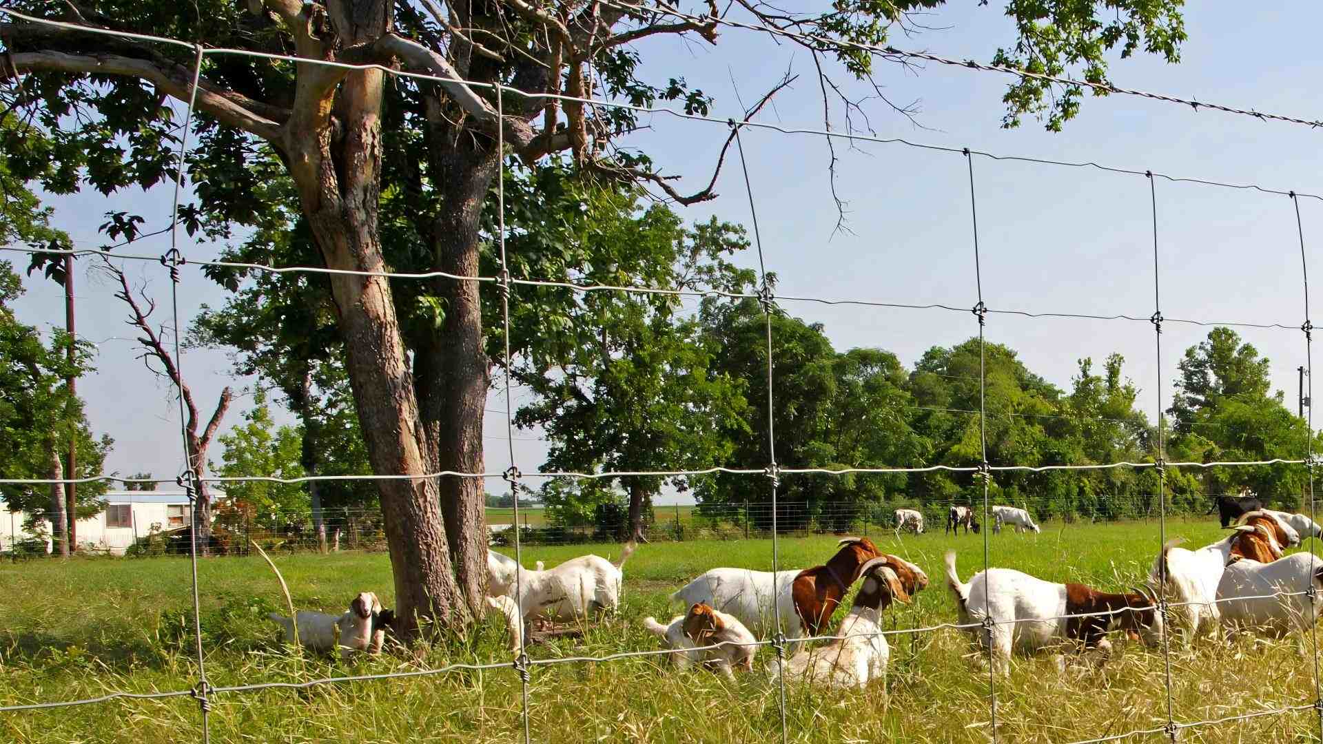 Field fence with different knot types for secure fencing.