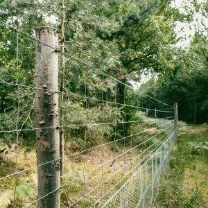forestry timber and wire fence surrounding young pine trees(1)