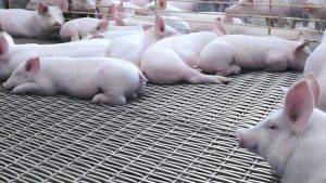 heavy duty crimped woven wire mesh for hog flooring