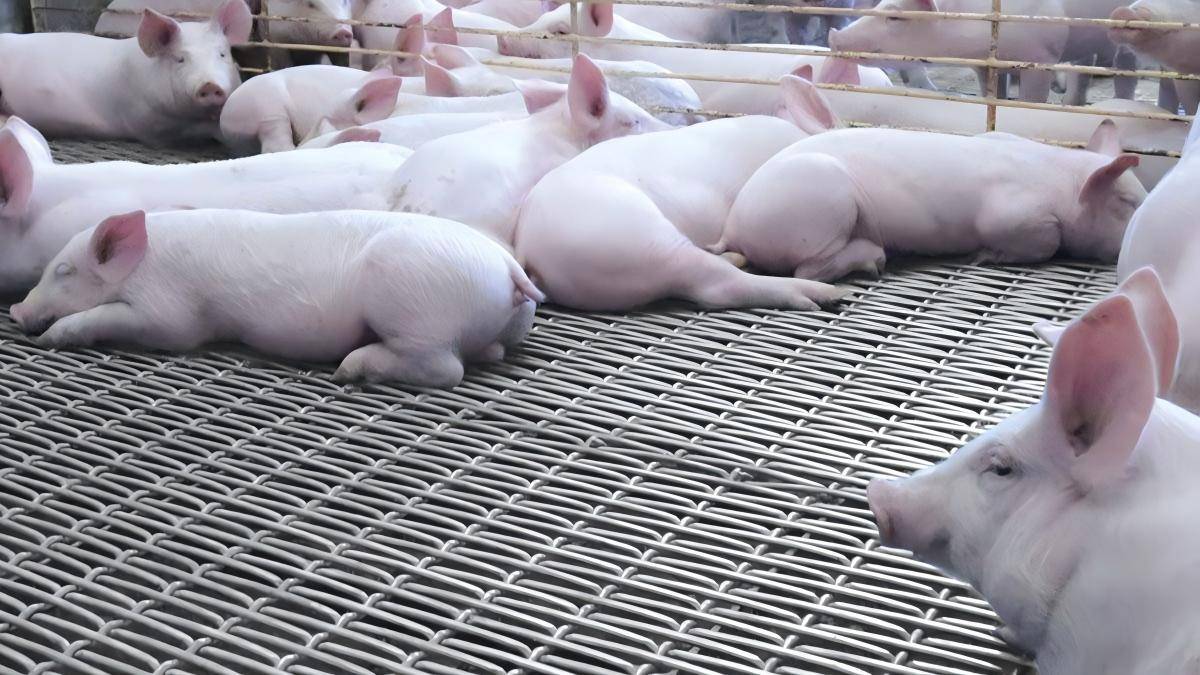 heavy duty crimped woven wire mesh for hog flooring