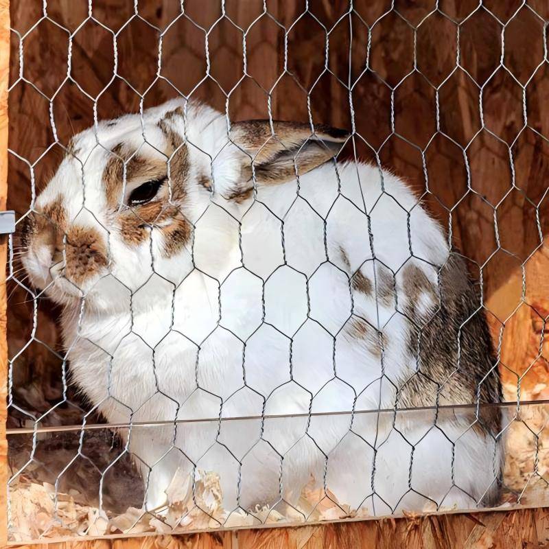 hot-dip-galvanized-hexagonal-wire-mesh-rabbit-application(1)