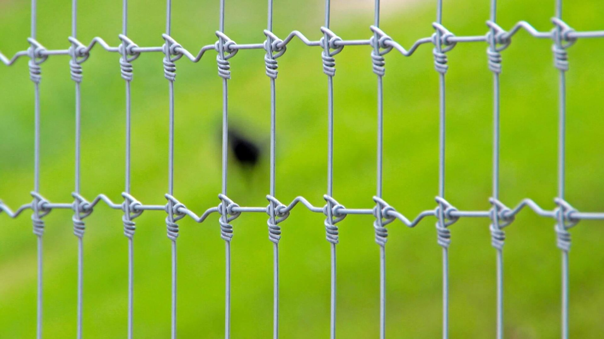 detail of fixed knot wire fence