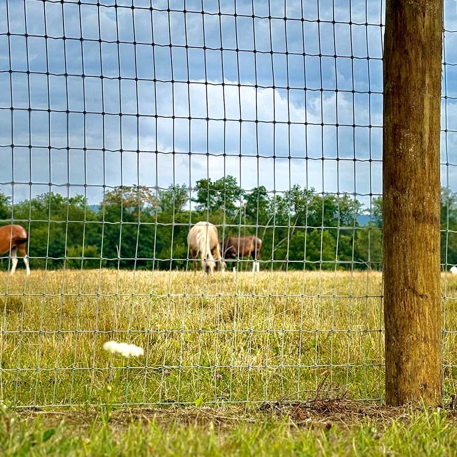 Updated-Horse-Picture-for-Animal-Types-Page